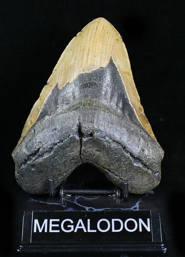 Bargain Megalodon Tooth - North Carolina #21946